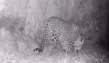 Տավուշի մարզում  WWF Հայաստանի տեսախցիկներն ընձառյուծ են նկարահանել