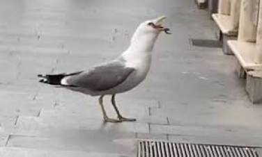 Իտալայում ճայը  կուլ է տվել առնետին