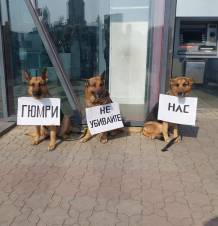 Կենդանասերների եւ շներ բողոքի ակցիան՝ Գյումրիում