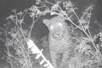 «Խոսրովի անտառ»-ում ֆոտոթակարդները կրկին նկարահանել են կովկասյան ընձառյուծին