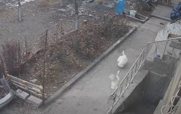 Ինչպես է աղվեսը Վարդենիսում գյուղացու բադին գողանում